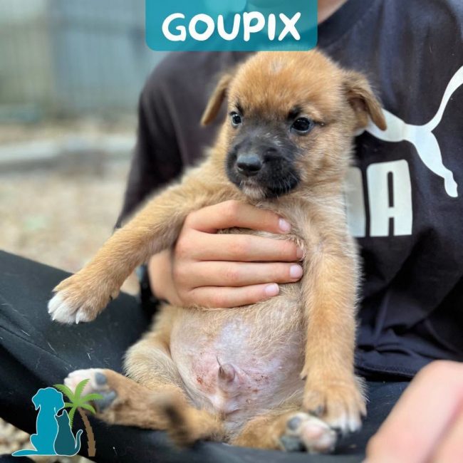 GOUPIX - Chien à adopter