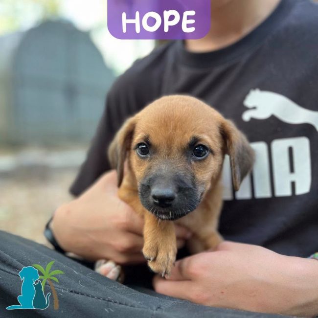 HOPE - Chien à adopter