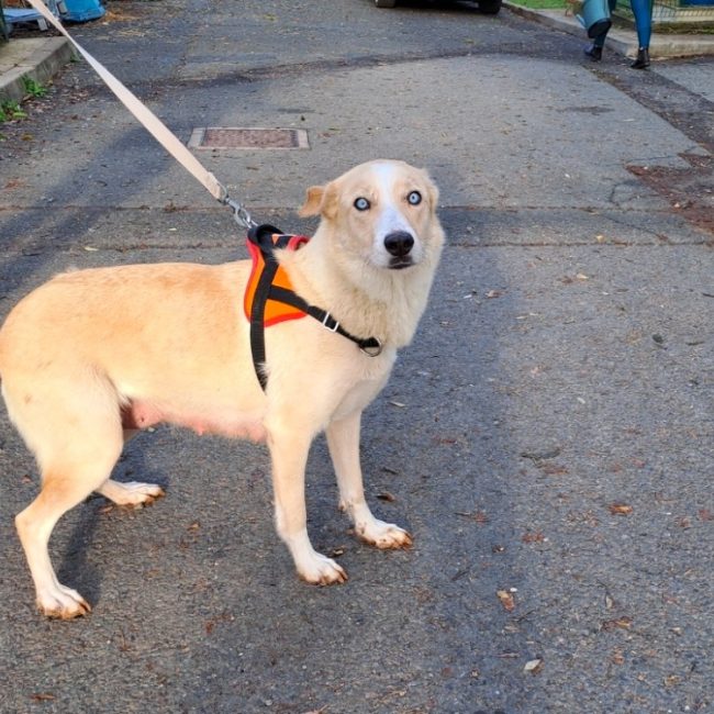 Alice - Chien Berger à adopter