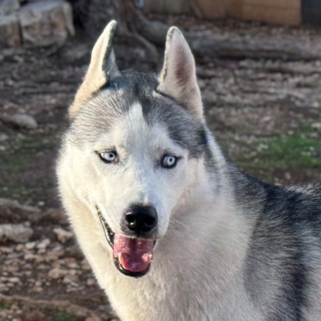 Ghost - Chien Husky Sibérien à adopter