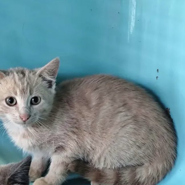 Rose - Chat Européen à adopter