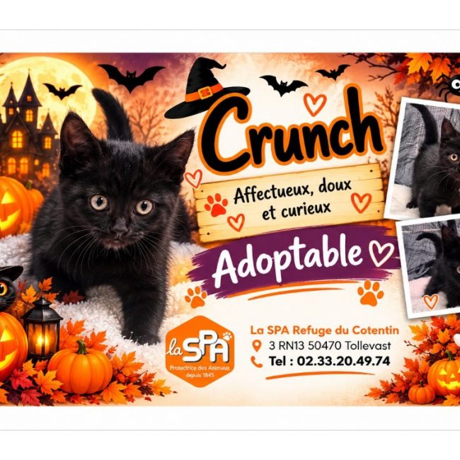Crunch réservé - Chat Européen à adopter