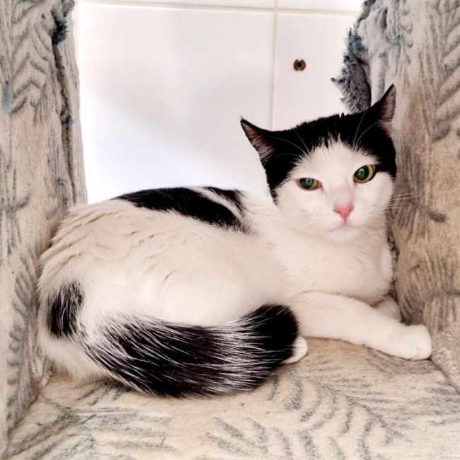 Pénélopi - Chat Européen à adopter