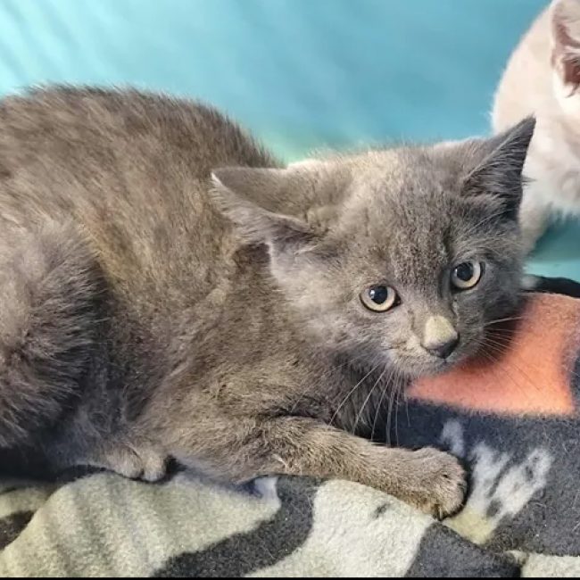 Jack - Chat Européen à adopter