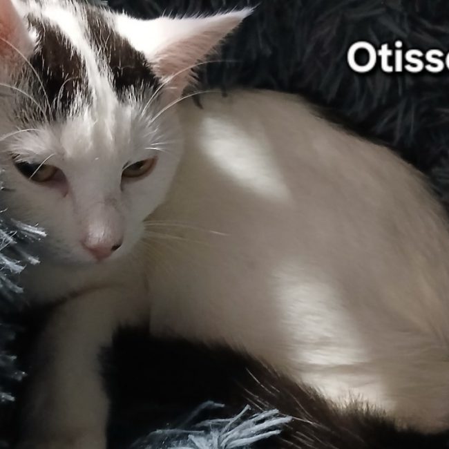 Otisse