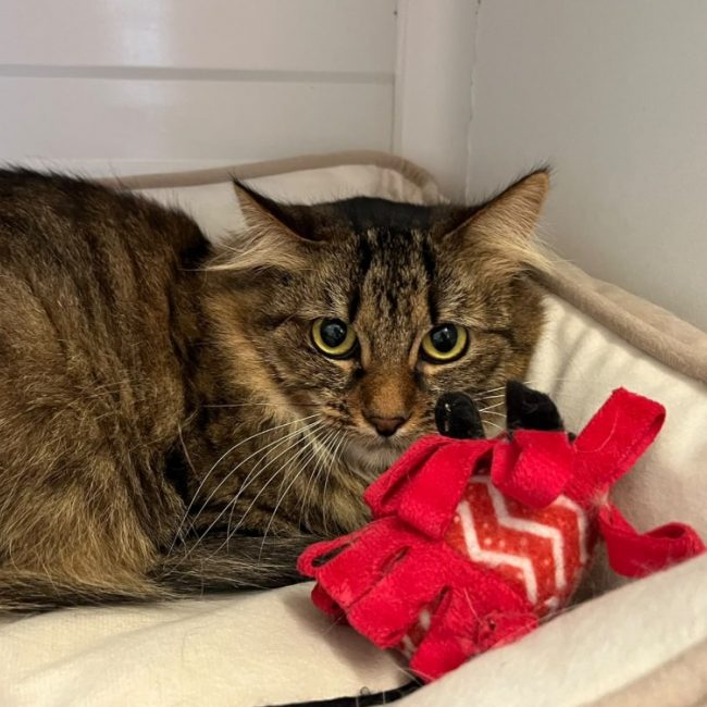 Poussinette - Chat Européen à adopter