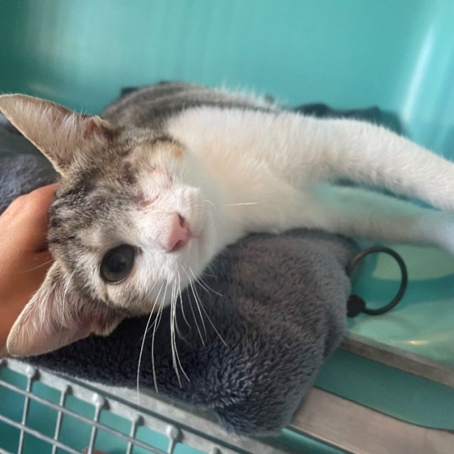 Belle - Chat Européen à adopter