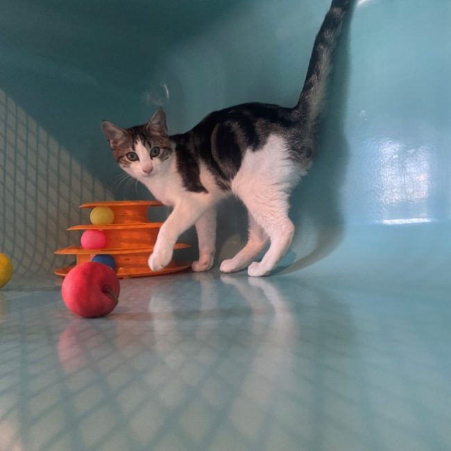 Babi - Chat Européen à adopter