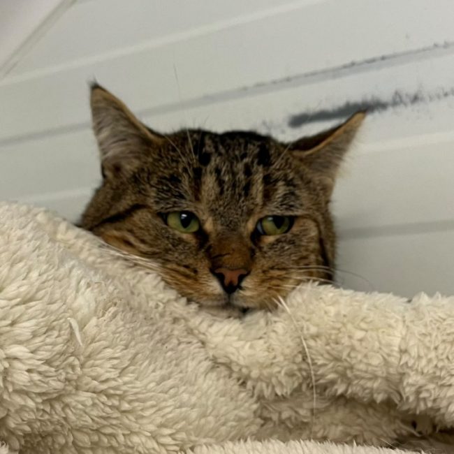 Fabrice - Chat Européen à adopter