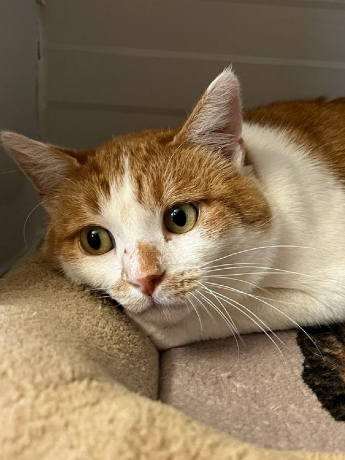 Surimi - Européen à adopter à Vannes (56)