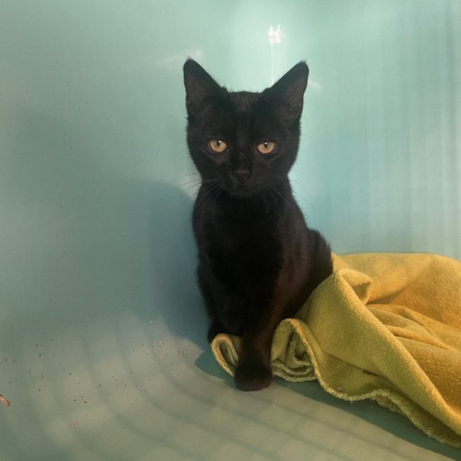 Pomme - Chat Européen à adopter