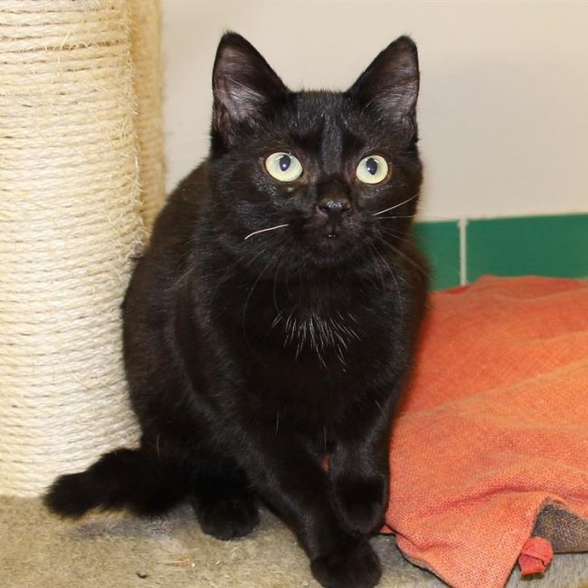 Maloue - Chat Européen à adopter