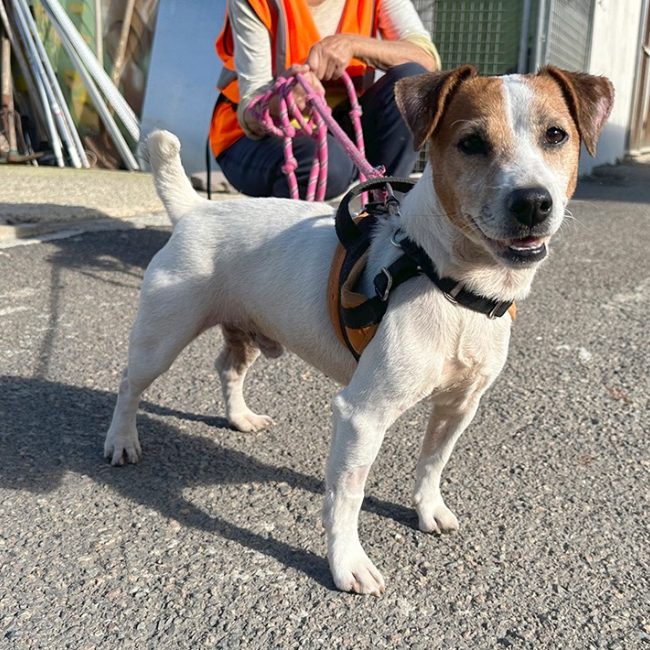 Hunter - Chien à adopter