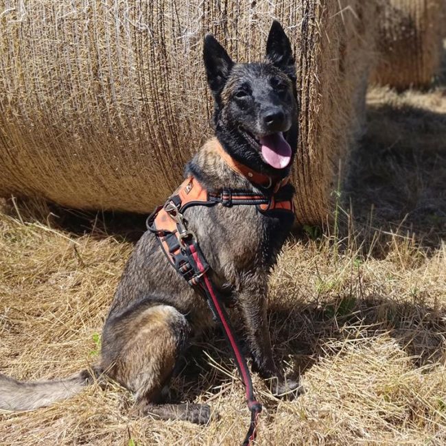 Nina - Chien Berger Belge Malinois à adopter