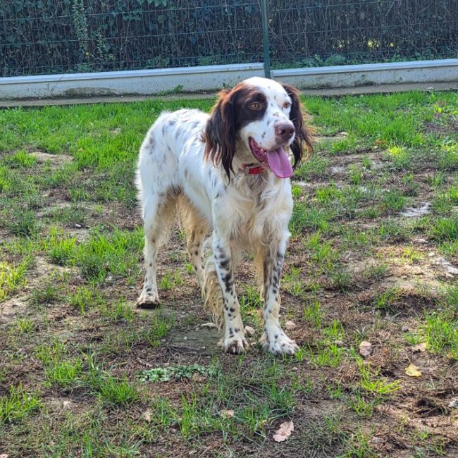 Léon - Chien à adopter