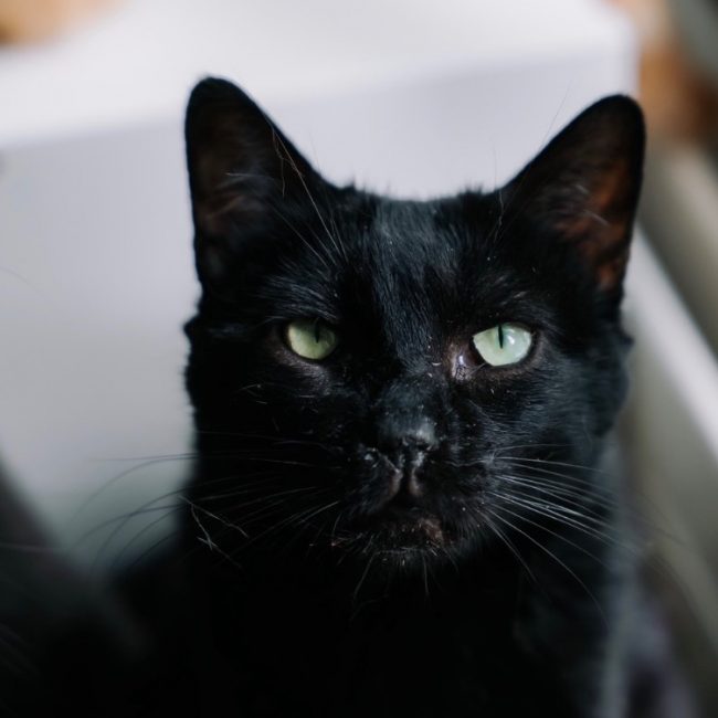 Boze - Chat Européen à adopter