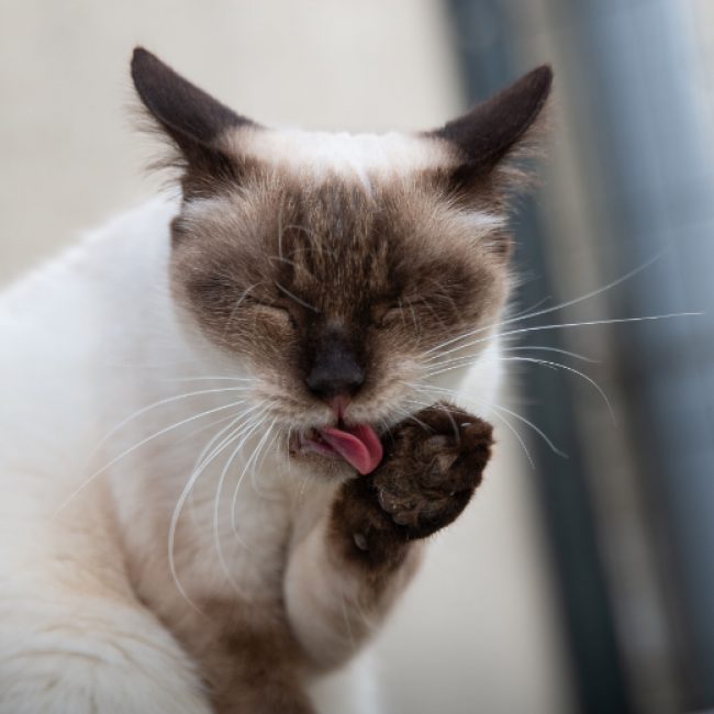 Julie - Chat Européen à adopter