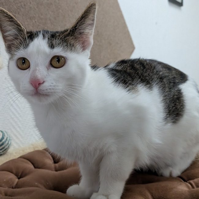 Amina - Chat Européen à adopter