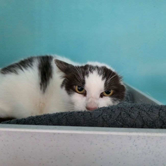 Bilig - Chat Européen à adopter