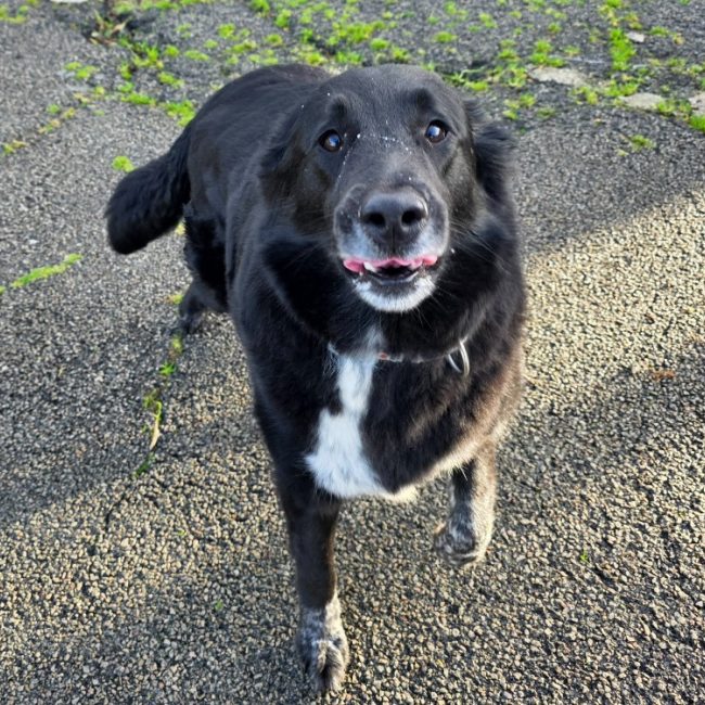 Betty - Chien Berger à adopter