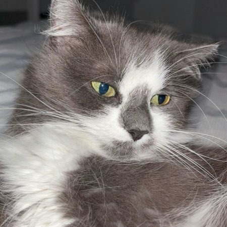 BELLA - Chat Européen à adopter