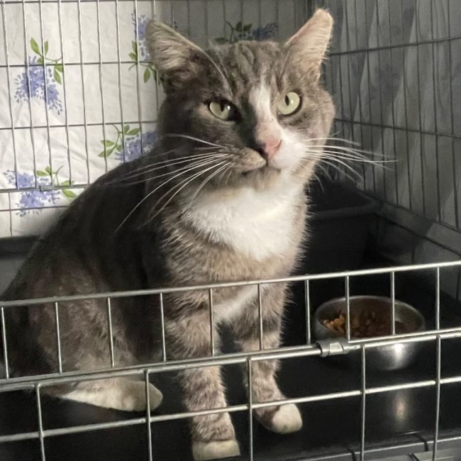 Amigo - Chat Européen à adopter
