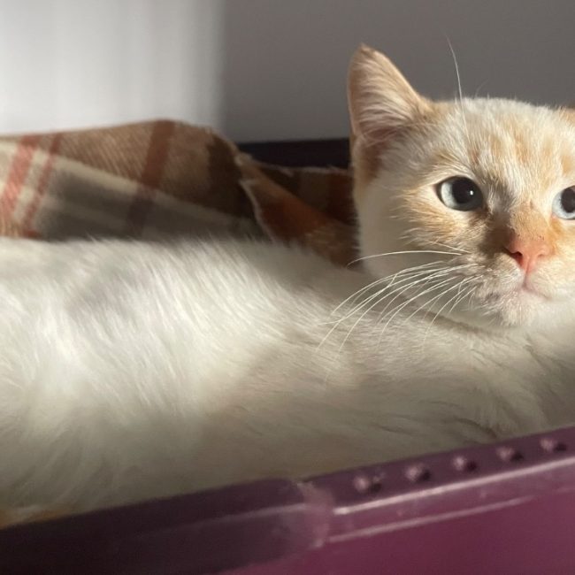 Copain - Chat Européen à adopter