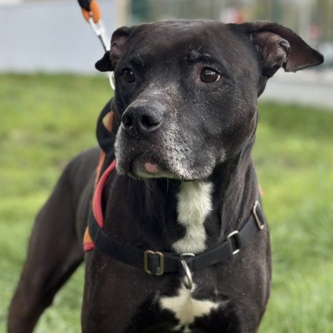 Tyson - Chien à adopter