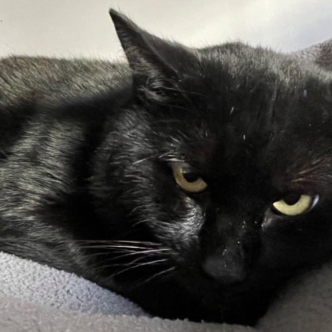 Friend - Chat Européen à adopter