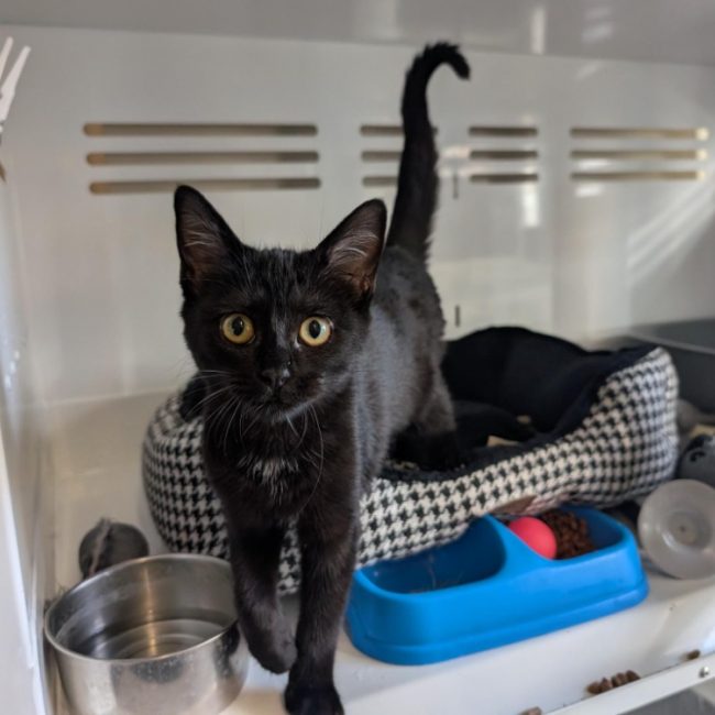 Rando - Chat Européen à adopter