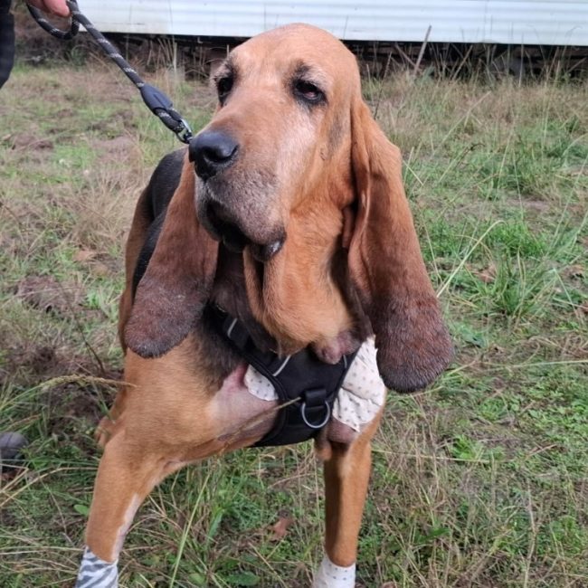 Mirabelle - Chien Bruno du Jura à adopter