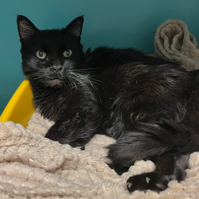 Batman - Chat Européen à adopter