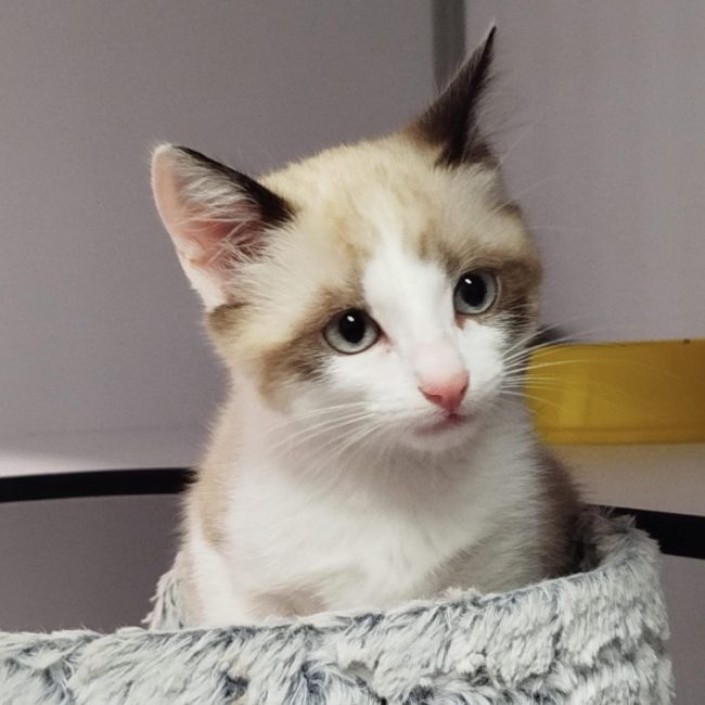 Lancelot - Chat Européen à adopter