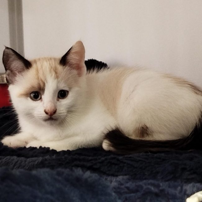 Perceval - Chat Européen à adopter