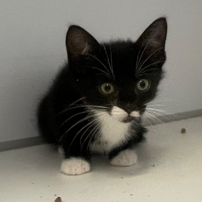 Jalapeño - Chat Européen à adopter