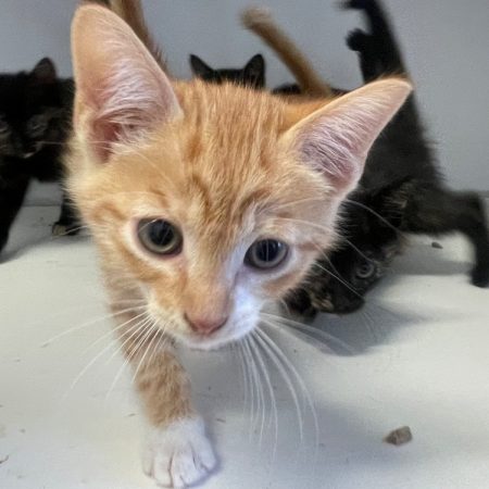 Pimiento - Chat Européen à adopter