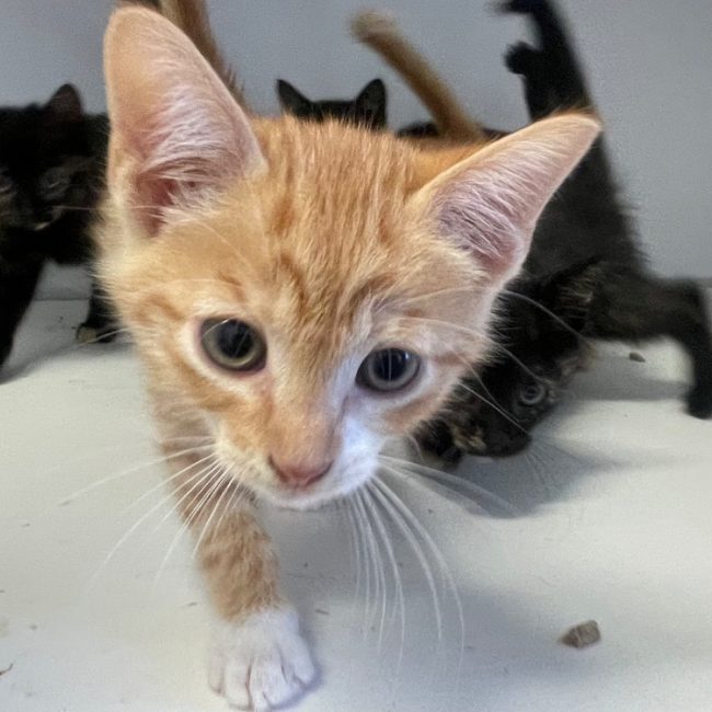 Pimiento - Chat Européen à adopter
