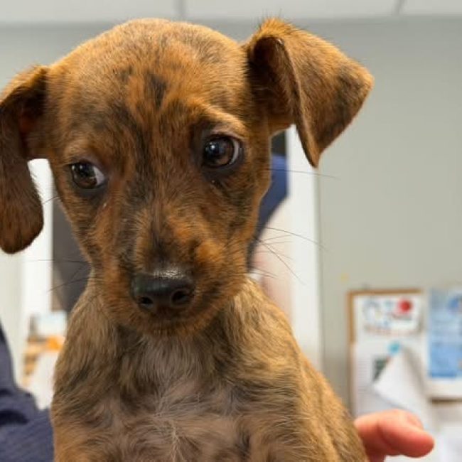 Bambi - Chien à adopter