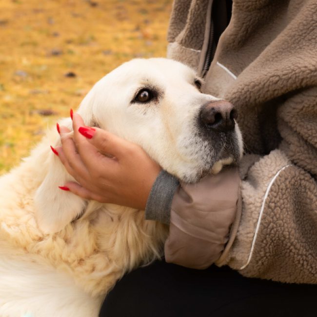 R'mess - Chien à adopter