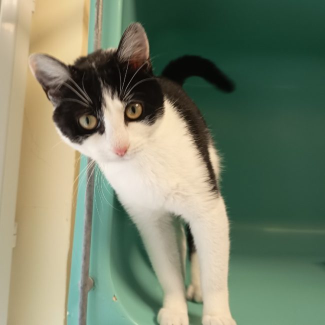 Elia - Chat Européen à adopter