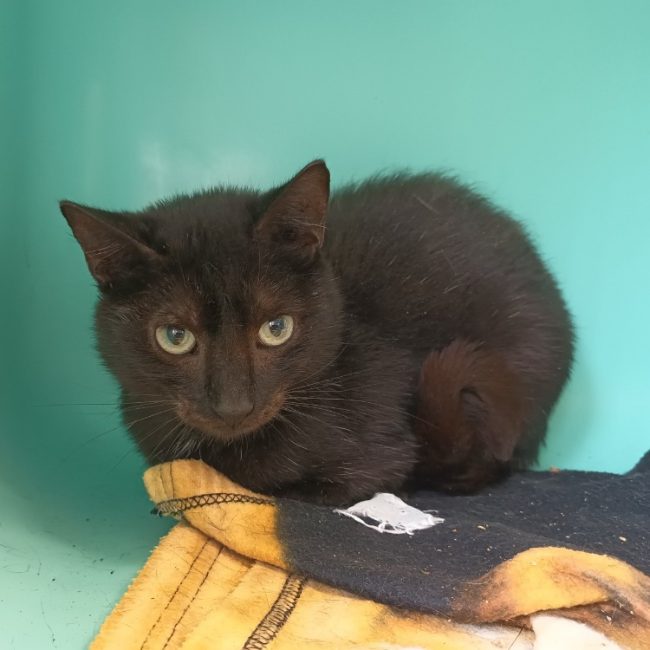 Tacos - Chat Européen à adopter