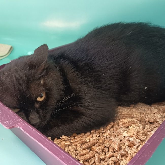 Flor - Chat Européen à adopter