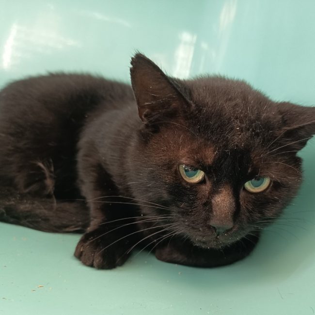 Biscuit - Chat Européen à adopter