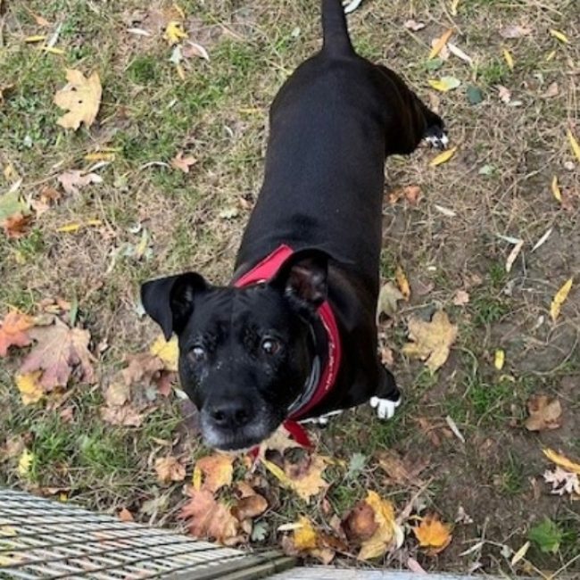Kali - Chien à adopter