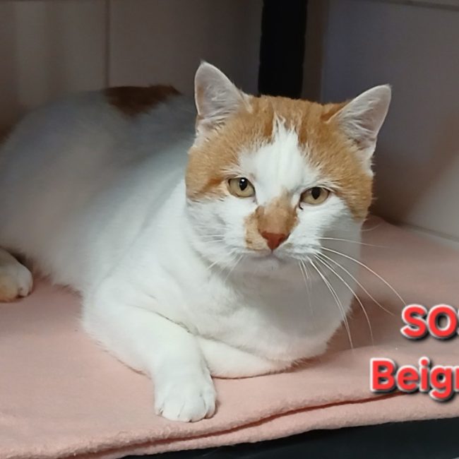 Beignet - Chat Européen à adopter