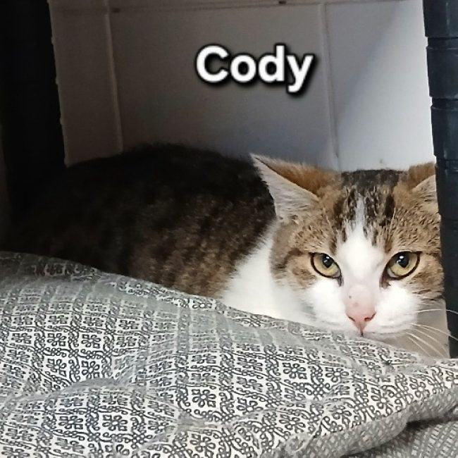 Cody - Chat Européen à adopter