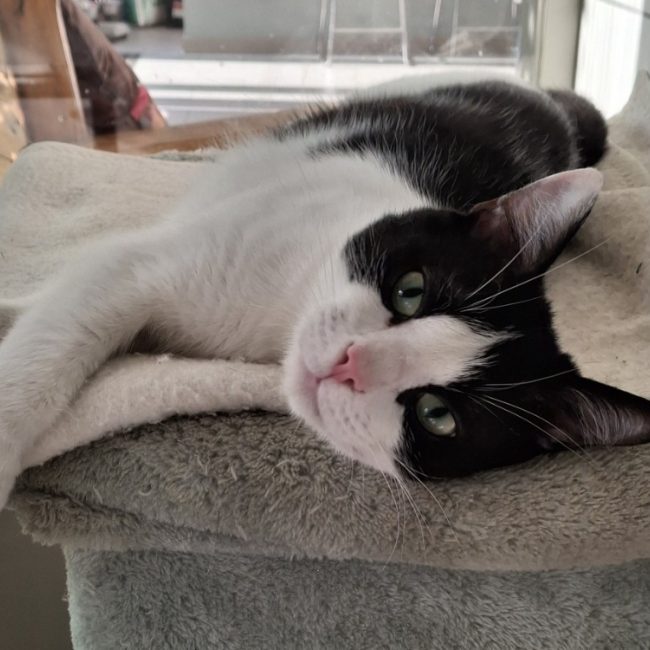 Tifou - Chat Européen à adopter