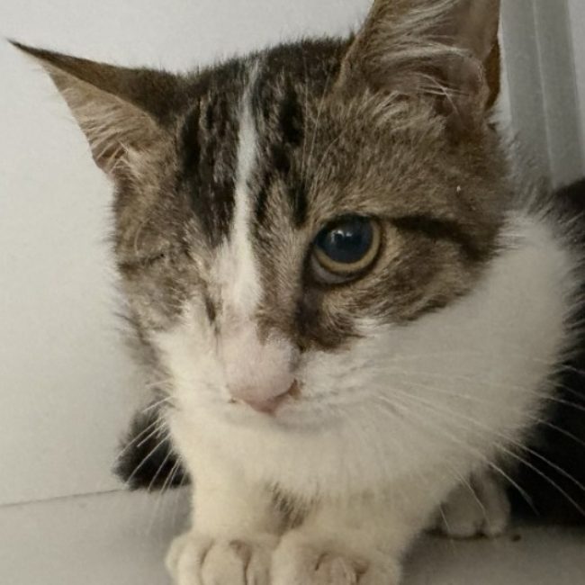Blue - Chat Européen à adopter