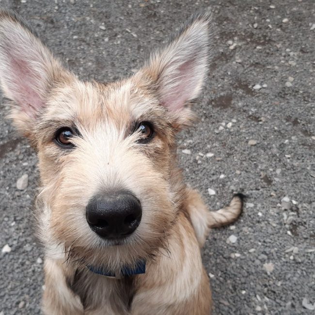 Banshee - Chien à adopter