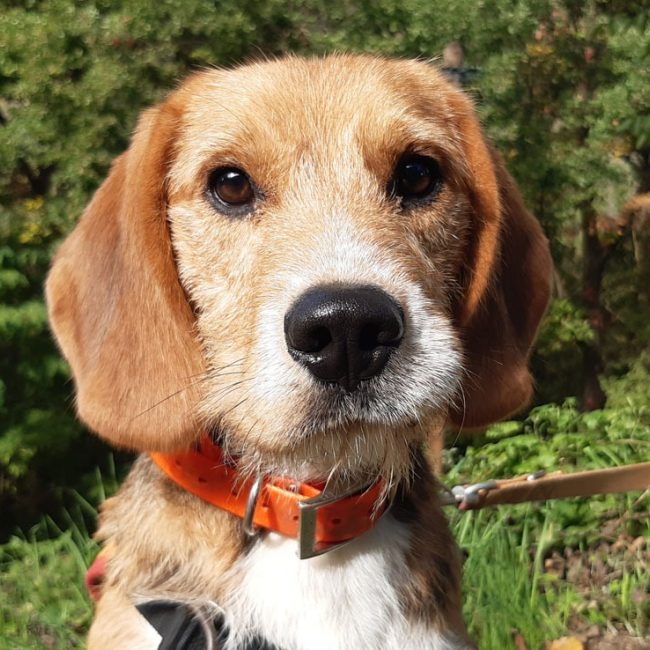 Wallace - Chien à adopter